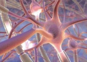 Kingray Bioquant 