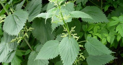 Csalán, Urtica dioica