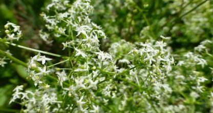 Közönséges galaj, Galium mollugo