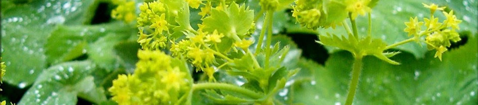 Palástfű, Alchemilla vulgaris