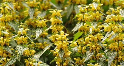 Sárga árvacsalán, Lamium galeobdolon